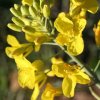 Brassica napus oleifera - Baou de la Saoupe